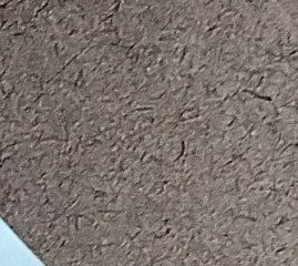 Assinatura